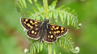 Chequered Skipper, Glasdrum Wood NNR, May 2017