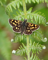 Chequered Skipper, Glasdrum Wood NNR, May 2017