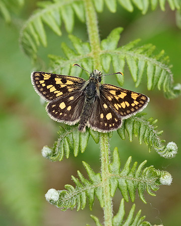 Chequered Skipper, Glasdrum Wood NNR, May 2017