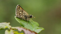 Chequered Skipper, Glasdrum Wood NNR, May 2017