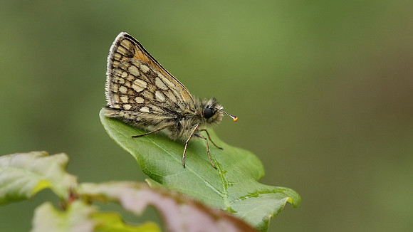 Chequered Skipper, Glasdrum Wood NNR, May 2017