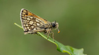 Chequered Skipper, Glasdrum Wood NNR, May 2017