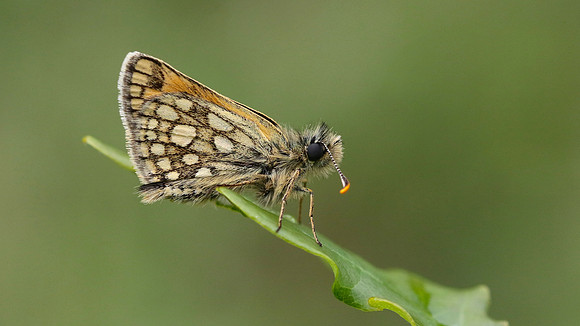 Chequered Skipper, Glasdrum Wood NNR, May 2017