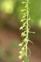 Narrow-lipped Helleborine, Cotswolds, July 2023