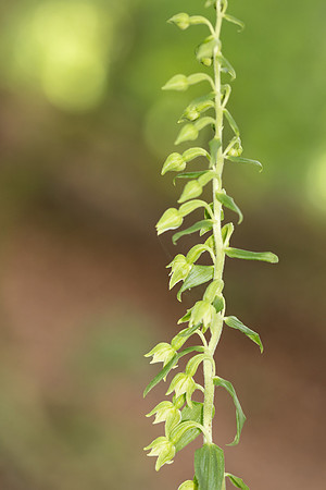 Narrow-lipped Helleborine, Cotswolds, July 2023