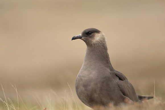 Arctic Skua,Snæfellsnes peninsula, Iceland, June 2022