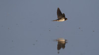Swallow, New Passage, September 2014