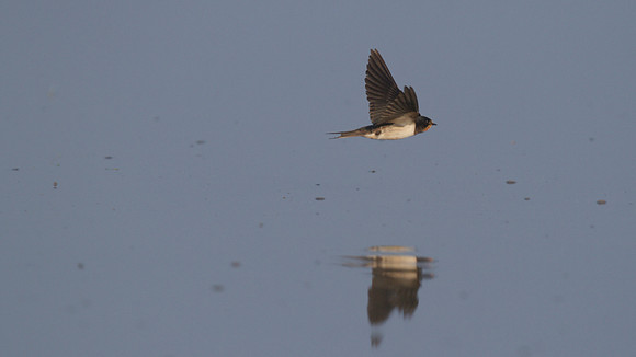 Swallow, New Passage, September 2014