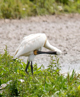 Spoonbill, Slimbridge 2013.