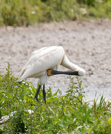 Spoonbill, Slimbridge 2013.