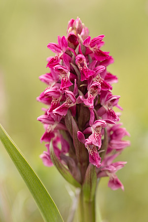 Early Marsh-orchid, Kenfig, June 2024