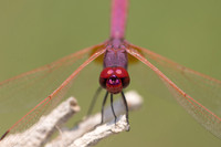 Violet Dropwing, Cape Greco, Cyprus, July 2024