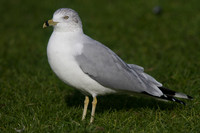 Ring-billed Gull, Gosport, December 2014
