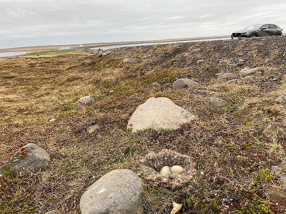 Eider Duck, Raufarhofn, Iceland, June 2022