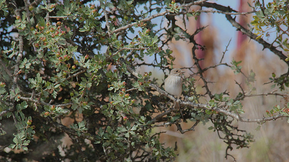 Spotted Flycatcher, Larnaca, April 2014