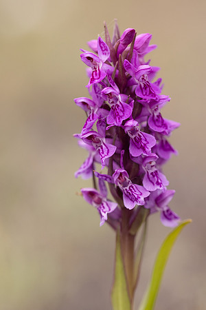 Souhern Marsh-orchid, Kenfig, June 2024