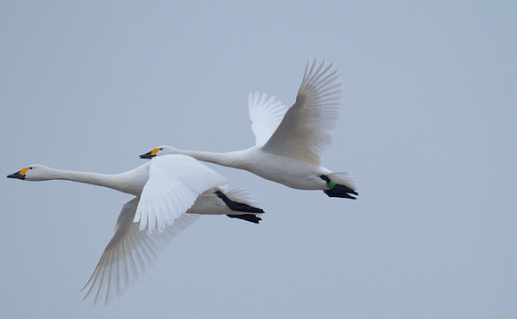 Bewick Swan, Slimbridge, December 2014