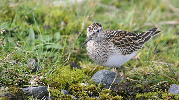 Pectoral Sandpiper, Davidstow, September 2016