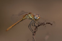 Red-veined Darter, (male) Cape Greco, Cyprus, July 2024