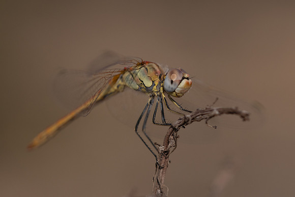 Red-veined Darter, (male) Cape Greco, Cyprus, July 2024