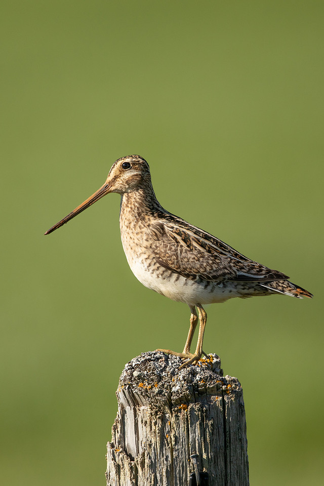 Common Snipe, Blondus, Iceland, June 2022