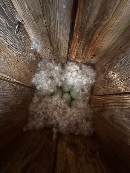 Goldeneye, Kussamo, Finland, June 2025