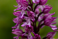 Lady x Monkey Orchid, Hartslock, June 2025