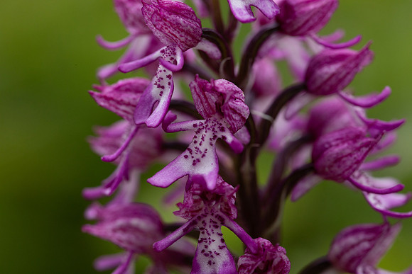 Lady x Monkey Orchid, Hartslock, June 2025