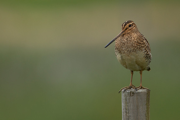 Common Snipe, Floi, Iceland, June 2022
