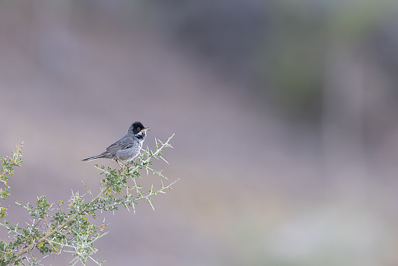 Cyprus Warbler, Mysko Dam April 2025