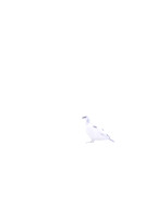 Ptarmigan, Cairngorms, February 2024