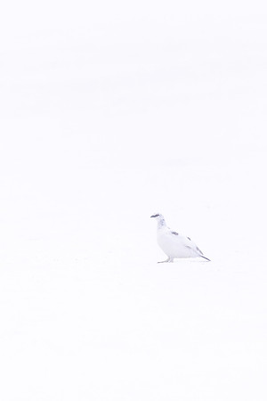 Ptarmigan, Cairngorms, February 2024