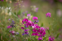 Broad-leaved Everlasting Pea, Edge Hill, July 2022