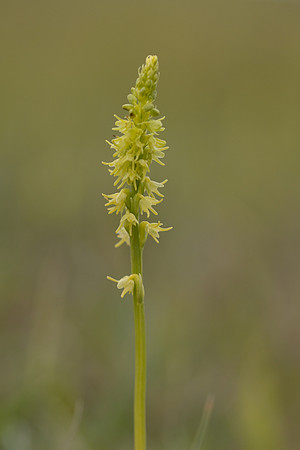 Musk Orchid, Cleeve common, June 2024