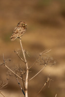 Little Owl (Athene noctua lilith), Larnaca, Cyprus, July 2017
