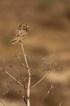 Little Owl (Athene noctua lilith), Larnaca, Cyprus, July 2017
