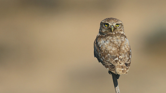 Little Owl (Athene noctua lilith), Larnaca, Cyprus, July 2017.