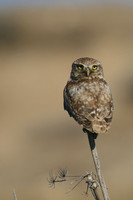 Little Owl (Athene noctua lilith), Larnaca, Cyprus, July 2017