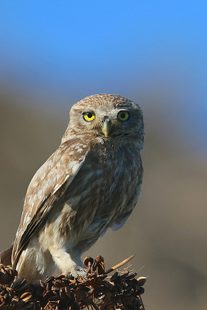 Little Owl (Athene noctua lilith), Larnaca, Cyprus, July 2017