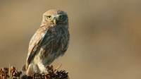 Little Owl (Athene noctua lilith), Larnaca, Cyprus, July 2017