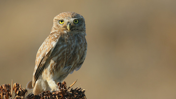 Little Owl (Athene noctua lilith), Larnaca, Cyprus, July 2017