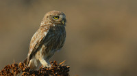 Little Owl (Athene noctua lilith), Larnaca, Cyprus, July 2017