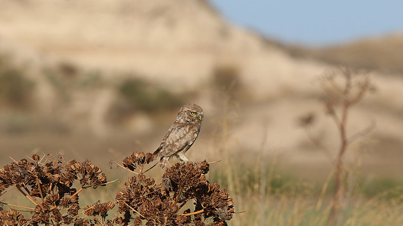 Little Owl (Athene noctua lilith), Larnaca, Cyprus, July 2017