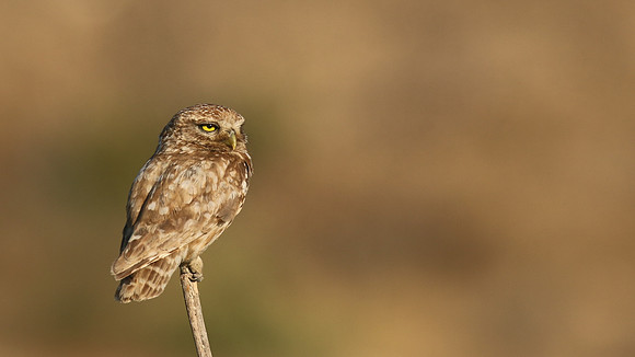 Little Owl (Athene noctua lilith), Larnaca, Cyprus, July 2017