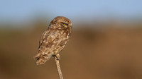 Little Owl (Athene noctua lilith), Larnaca, Cyprus, July 2017