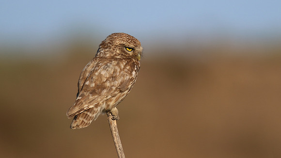 Little Owl (Athene noctua lilith), Larnaca, Cyprus, July 2017