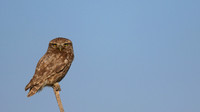 Little Owl (Athene noctua lilith), Larnaca, Cyprus, July 2017