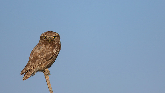Little Owl (Athene noctua lilith), Larnaca, Cyprus, July 2017