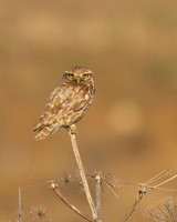 Little Owl (Athene noctua lilith), Larnaca, Cyprus, July 2017