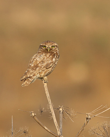 Little Owl (Athene noctua lilith), Larnaca, Cyprus, July 2017